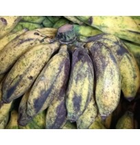 Hill Banana (Malai Vazhai from Kodaikannal, will ripen in 2-3 days)