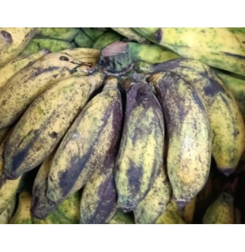 Hill Banana (Malai Vazhai from Kodaikannal, will ripen in 2-3 days)