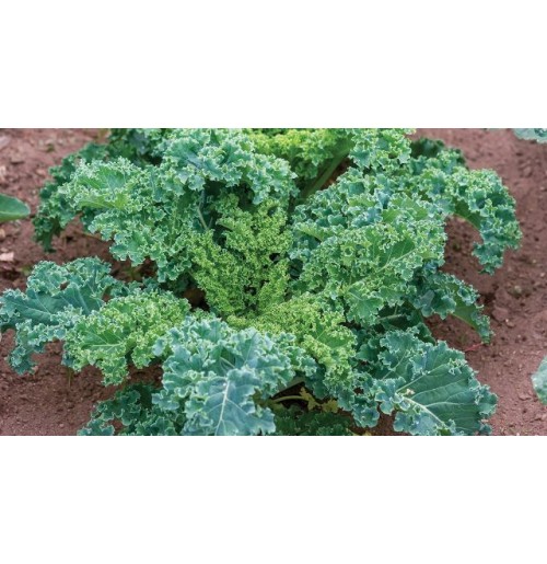 Curly Kale Green (100 gms each bunch)