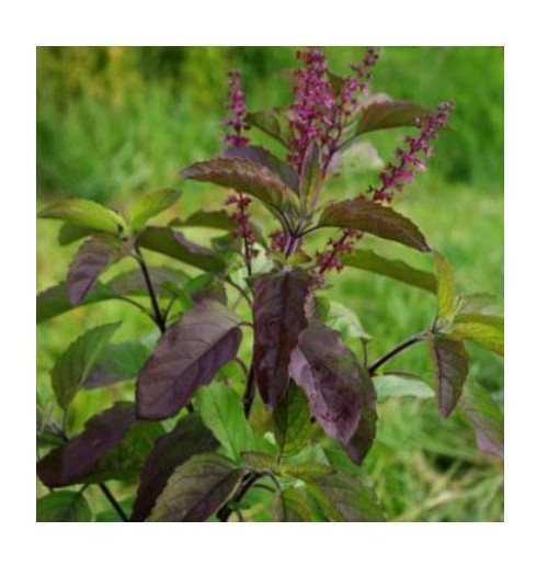 Seeds - Krishna Tulsi