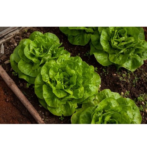 Seeds - Lettuce Green 