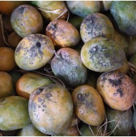 Mango - Manoranjani (3-4 days to ripen) 