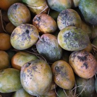 Mango - Manoranjani (3-4 days to ripen) 