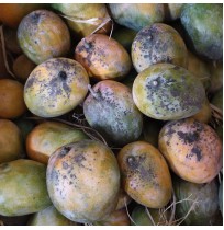 Mango - Manoranjani (3-4 days to ripen) 