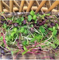 *Premium Microgreens Mix -  1 Box (75 gm)  (Satva Farm)