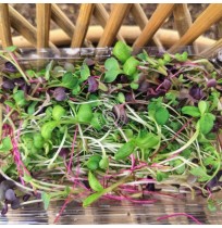 *Premium Microgreens Mix -  1 Box (75 gm)  (Satva Farm)