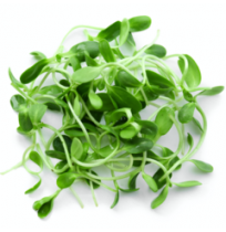  Micro Greens - Fenugreek / Methi (50gms, Harvested)