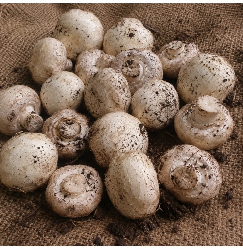 Mushroom - Button Mushroom (200gm box, 2 Day Shelf life, will be slightly brown)