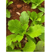 Mustard Greens (Rai saag)  (200gm) ~ will have holes on the leaves