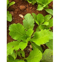 Mustard Greens (Rai saag)  (200gm) ~ will have holes on the leaves