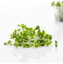 Micro Greens - Mustard (50gms, Harvested)