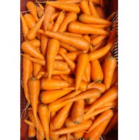 Carrot Natti Variety