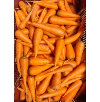 Carrot Natti Variety