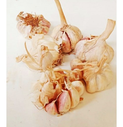 Nilgiris Hill Garlic