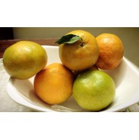 Nagpur Orange