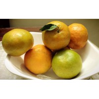 Nagpur Orange
