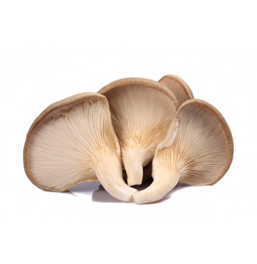 Oyster Mushrooms (200gm box, 3 Day Shelf life)