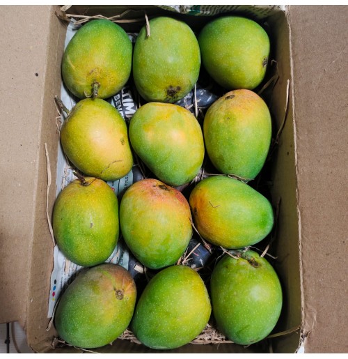 Payri Mango (6 pcs box, 2-3 days to ripen)