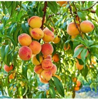 Peaches (From Kashmir, 500gm Box)