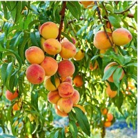 Peaches (From Kashmir, 500gm Box)