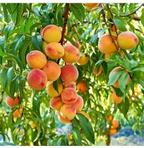 Peaches (From Kashmir, 500gm Box)