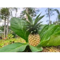 Pineapple Molvum Magic (from Nagaland)