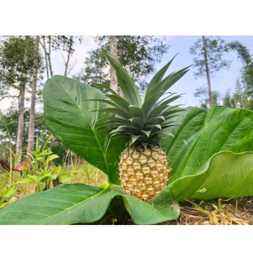 Pineapple from Tripura