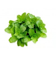 Ready to Use - Pudhina (Mint) - Root Cleaned (50gm Box)