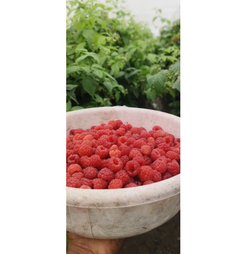 Raspberry (130gms)