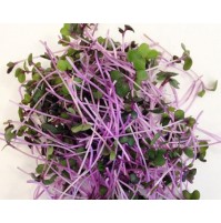 Micro Greens - Red Cabbage (50gms, Harvested)