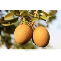 Sapota / Chikoo (Kalipath Variety)