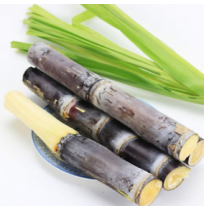Sugarcane - (4 small pcs)
