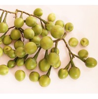 Turkey Berry (Sundakkai) 
