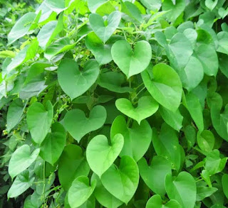 Traditional Indian greens- Amruthaballi leaves (Part 1)